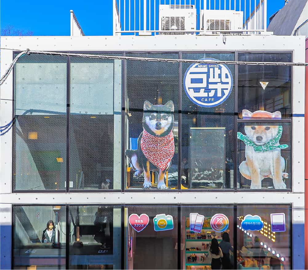 Mameshiba Cafe image